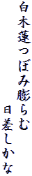 白木蓮つぼみ膨らむ
　　　　　　　日差しかな